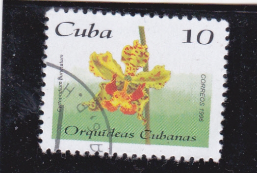 FLORES- ORQUIDIA CUBANA