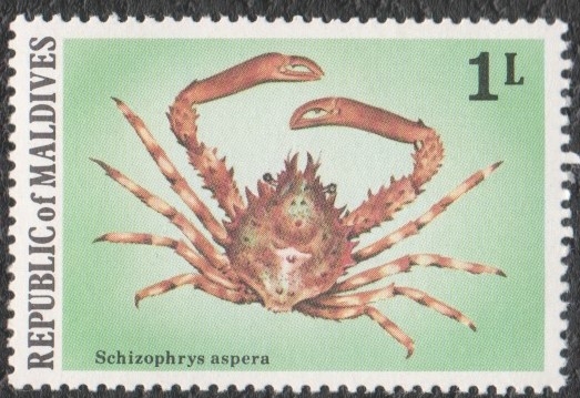 Schizophrys aspera