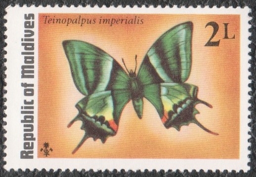 Teinopalpus imperialis