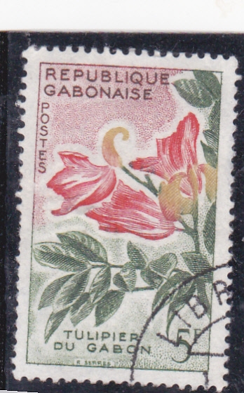 F L O R E S- TULIPÁN DE GABÓN