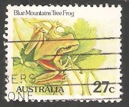 Blue Mountains Tree Frog