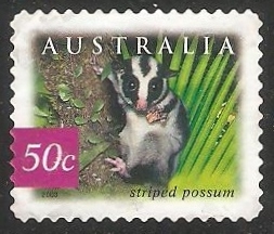 Striped possum