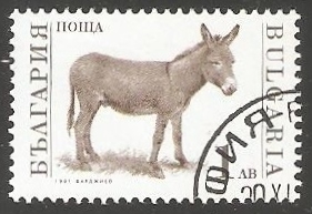 Donkey (Equus asinus asinus)