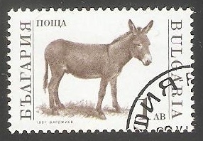 Donkey (Equus asinus asinus)
