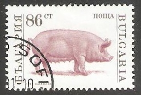 Domestic Pig