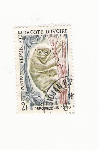 PERODICTICUS POTTO