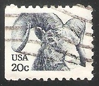 Bighorn Sheep (Ovis canadensis)