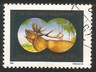 Red Deer (Cervus elaphus)