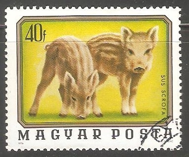 Sus Scrofa