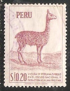 Vicuña