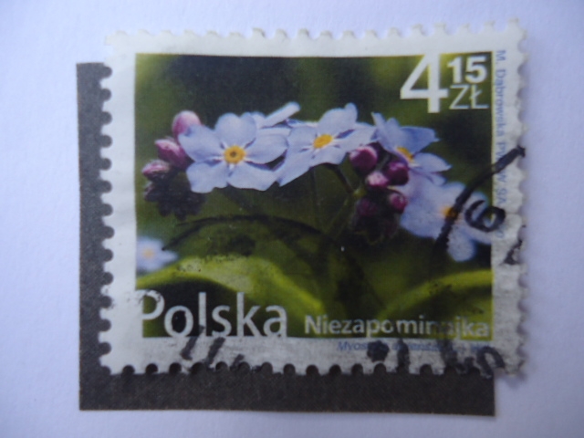 Niezapominajka (Nomeolvides) Myosotis arvensis (L) Hill