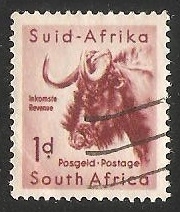 Black Wildebeest 