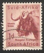 Black Wildebeest 