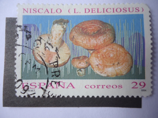 Ed:3282 - Hongo - Niscalo (L.Deliciosus.