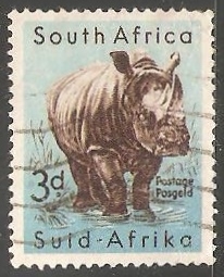 White Rhinoceros