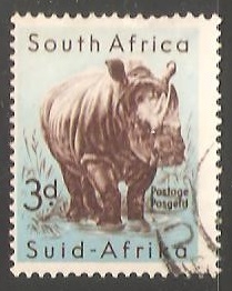 White Rhinoceros