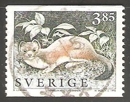 Stoat (Mustela erminea)