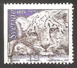 Snow Leopard (Panthera uncia) 