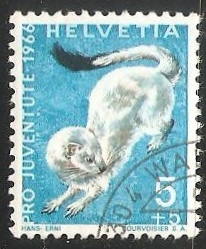 Stoat (Mustela erminea)