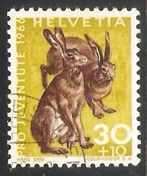 European Hare (Lepus europaeus)