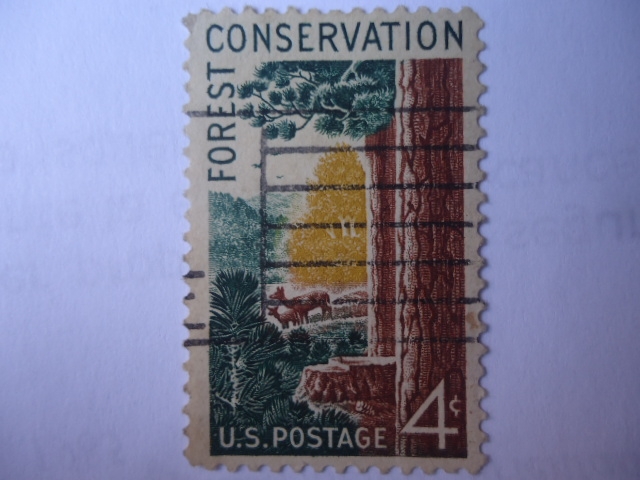 Conserbación Forestal