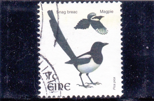 AVES- URRACA PICA PICA