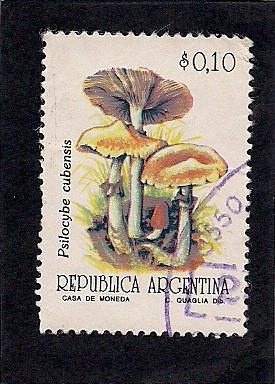 Pcilocybe Cubensis