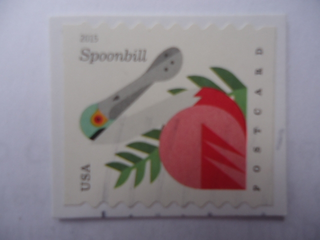 Spoonbill - Coastal birds (Aves costeras) - Postcard (Tarjeta postal)