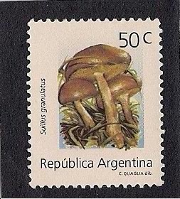 Suillius Granulatus