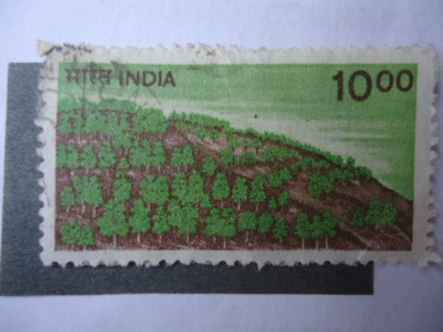 Scott/India:900 - Cultivo.