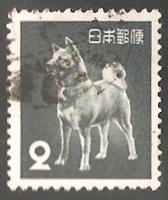 Akita Inu (Canis lupus familiaris)