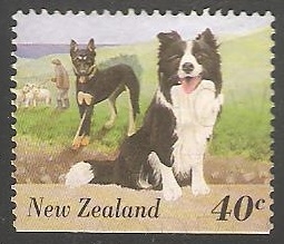Australian Shepherd (Canis lupus familiaris)