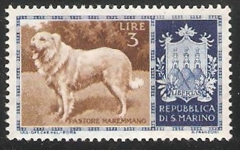 Maremma Shepdog