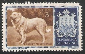 Maremma Shepdog