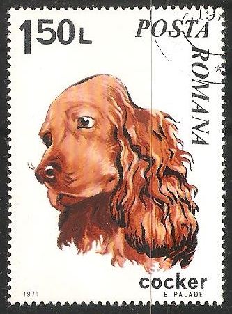 Cocker-Spaniel