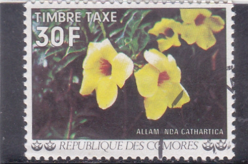 F L O R E S-ALLAMANDA CATHARTICA