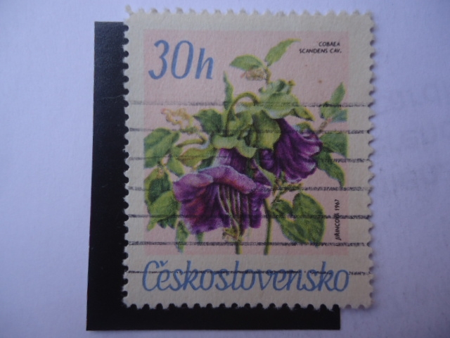 Cobaea Scandens Cav. - Jirincova 967.