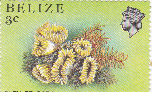 FLOR DE CORAL