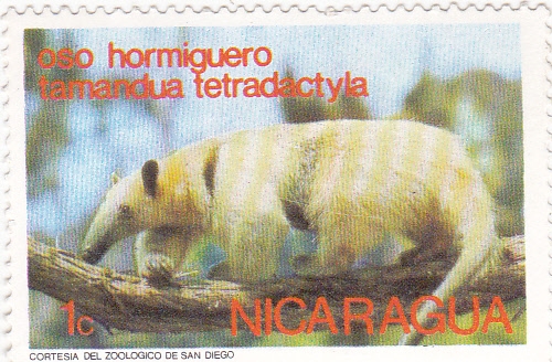 OSO  HORMIGUERO