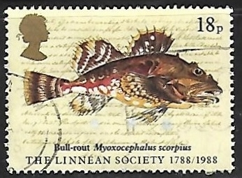 Myoxocephalus scorpius