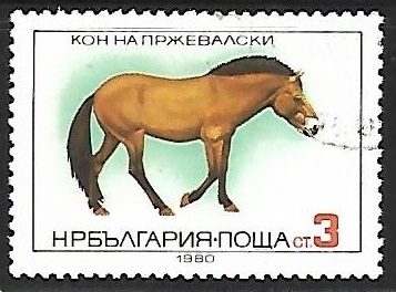 Equus ferus przewalskii