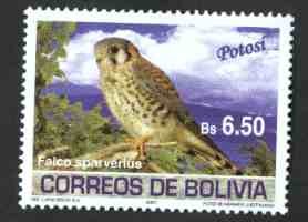 Aves de Bolivia - Potosi