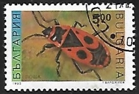 Pyrrhocoris apterus