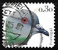 Rock Dove