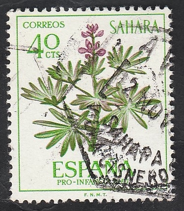Sahara - 257 - Lupinus 