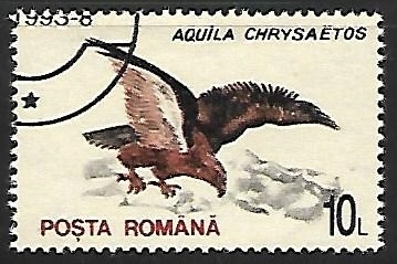 Aguila chrysaetos