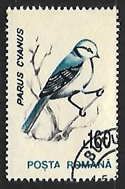 Parus cyanus