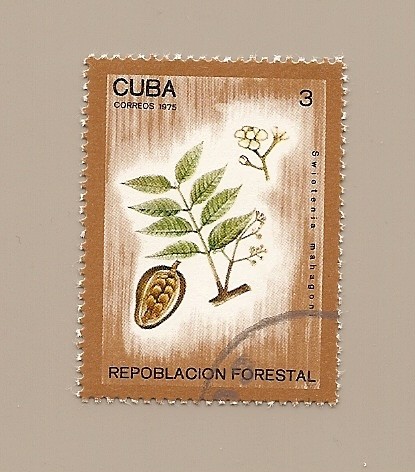 Repoblación Forestal  -árboles-  Caoba de las Indias occidentales
