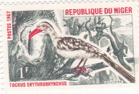 ave-Tockus Erythrorhynchus