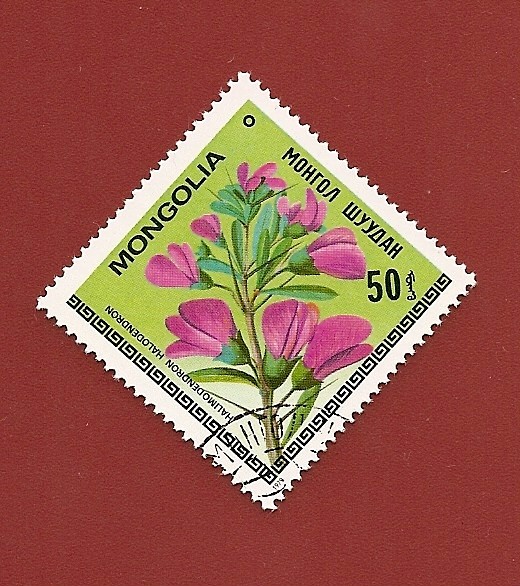 Flora de Mongolia - Flores - Halimodendron halodendron